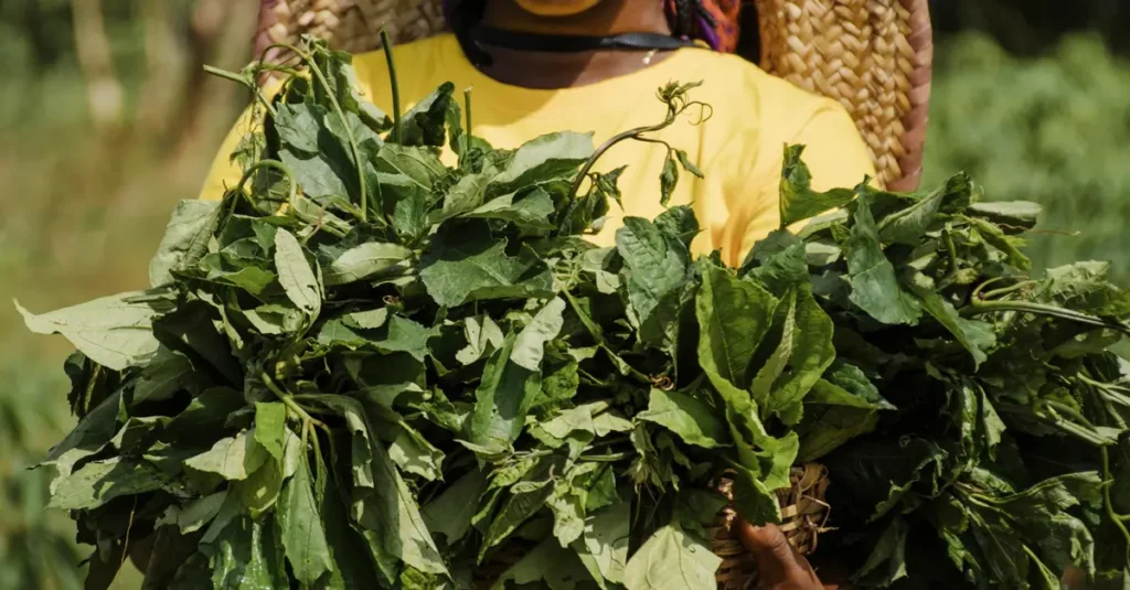 sustainable agriculture